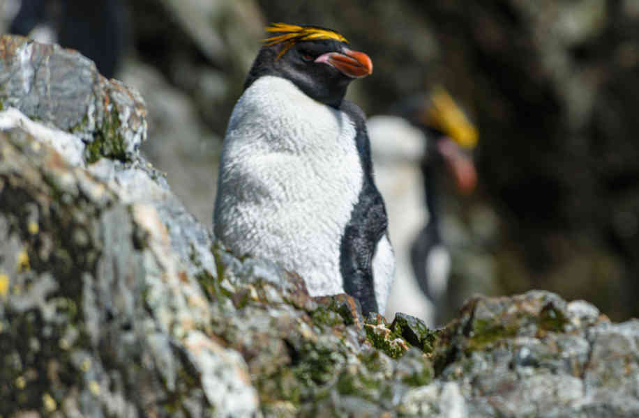 Pingüino Macaroni - islas Georgias del Sur 08.jpg